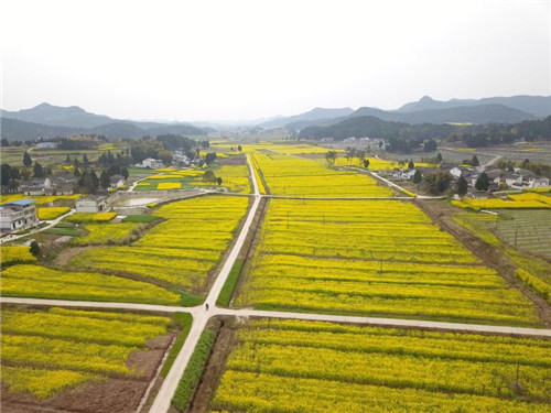 西充建设10万余亩油料生产和供应基地