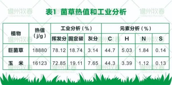 菌草变燃料 打造环保生物质发电新模式